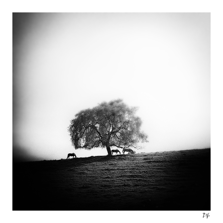 The Oak Tree, photography by Dee Vee. Palo Alto, California. lumix gf1. CS5  / Lightroom. In Nature, Animal, Domesticated