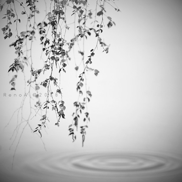 Untitled, photography by Renar Atrays (renoa). In Nature, Vegetal, Tree, forest