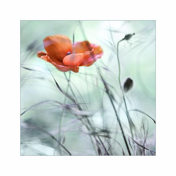 Untitled, photography by Marie F. In Nature, Vegetal