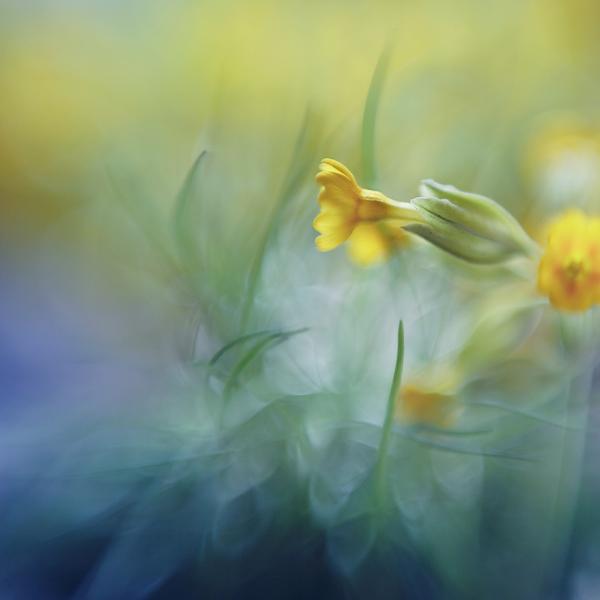 Spring touch, photography by Marie F. lensbaby. In Nature, Vegetal