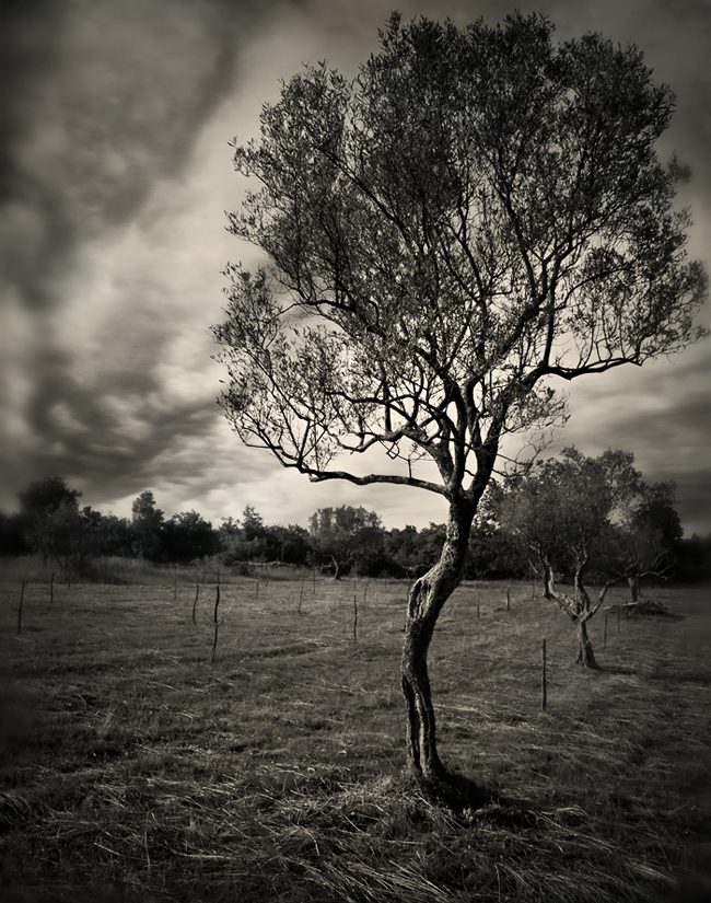 In Nature, Vegetal. olive, photography by Ana Lorencin. Image #105998
