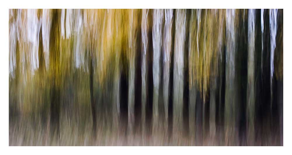 Untitled, photography by Ab Postma. canon 350D. In Nature, Vegetal, Tree, forest
