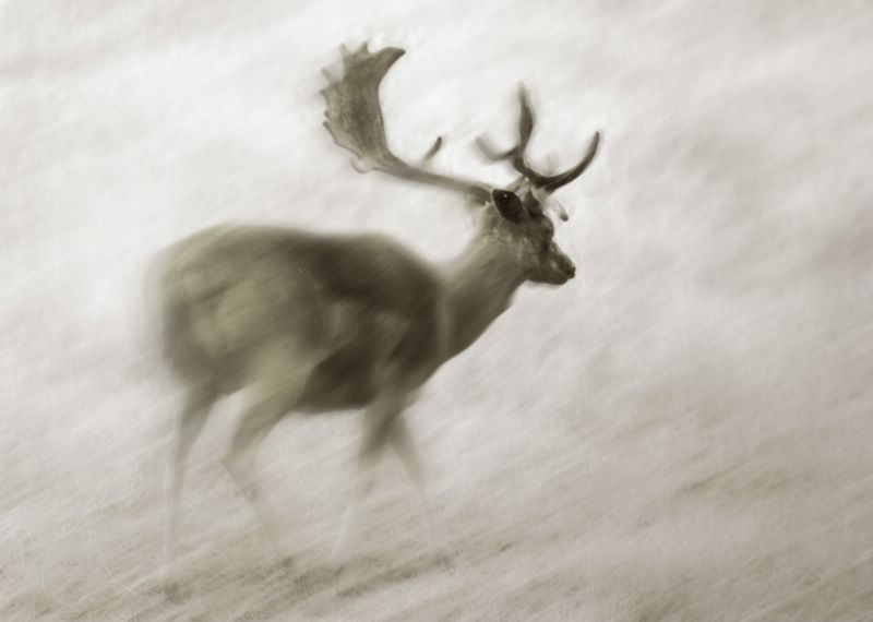 Daim en balade, photography by Didier Masse. Pradinas Hautes-Pyr&eacute;n&eacute;es France. Nikon D70. In Nature, Animal, Wild
