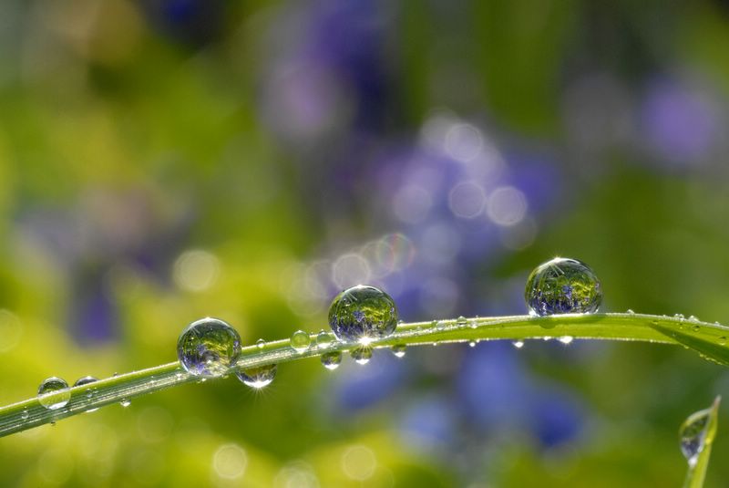 Perles de ros&eacute;e, photography by Didier Masse. Ennery Val d'Oise France. Nikon D200. In Nature, Vegetal