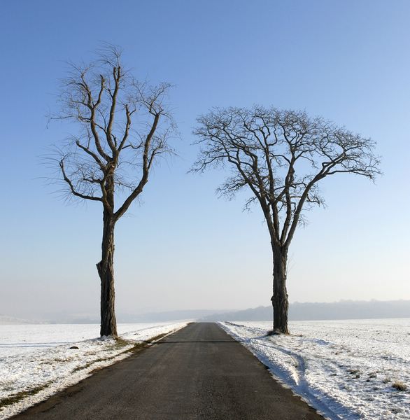 Les 2 fr&egrave;res, photography by Didier Masse. Toujours dans le Vexin, pendant la vague de froid de janvier. Nikon D200. In Nature, Vegetal, Tree, forest