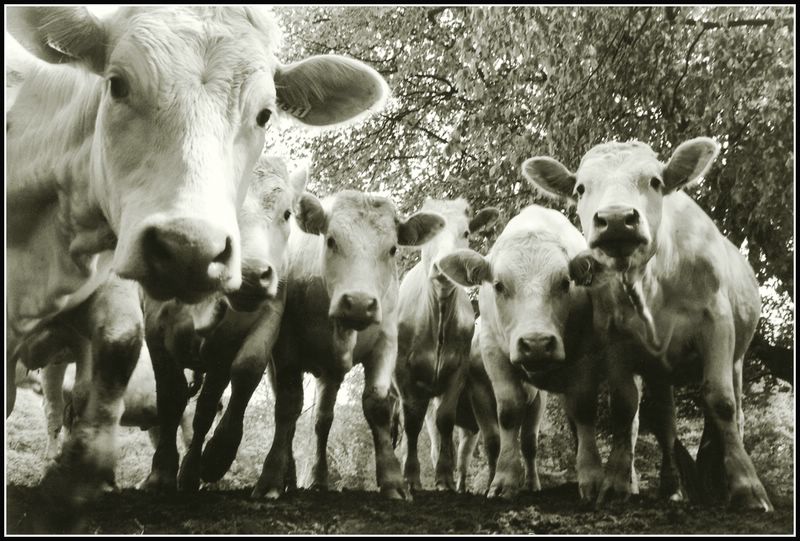 Les curieuses, photography by Didier Masse. Gerberoy Oise France. Minolta 700si. In Nature, Animal, Domesticated