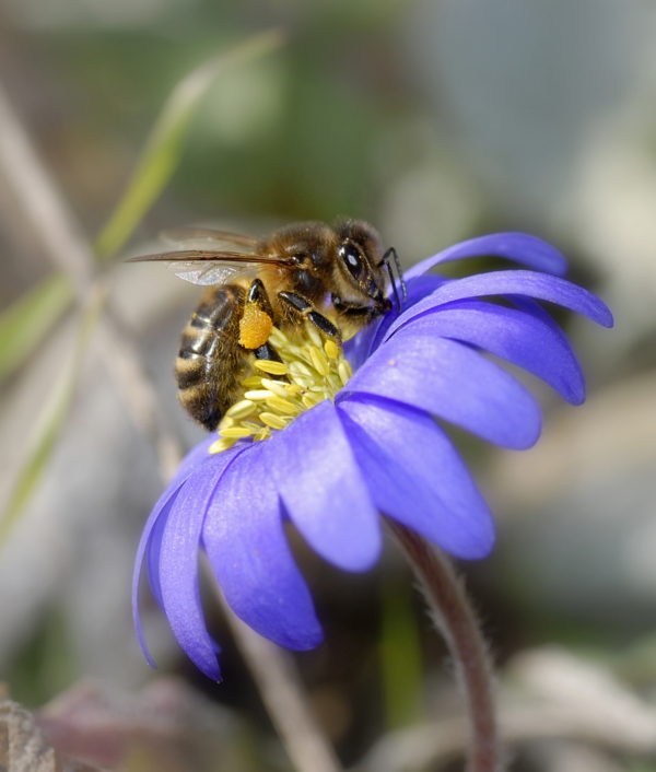 Abeille Butinant Une An&eacute;mone, photography by Didier Masse. Les abeilles se font de plus en plus rares!!! Dans mon jardin, j'essaie d'avoir un maximum de plantes mellif&egrave;res, et je suis heureux, il y en dans mon jardin!
Ennery Val d'Oise France. Nikon D200. In Nature, Animal, Insect