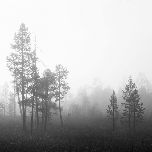 Wooden Bodies, photography by Jonna Kilkki. Inari, Lapland. Canon EOS 400D
