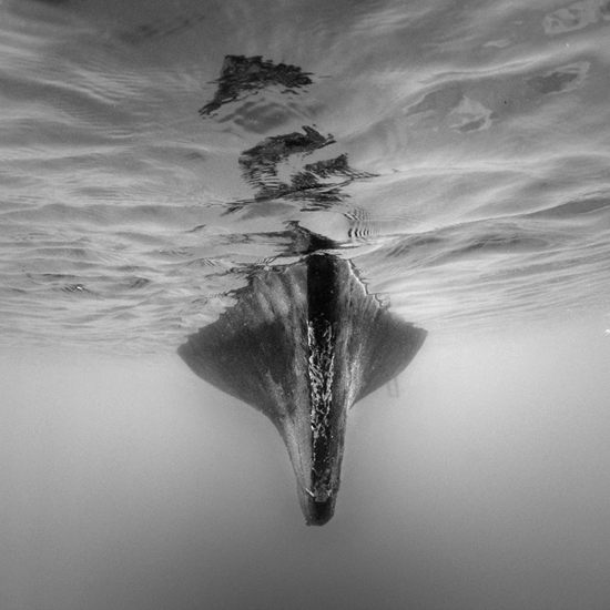 underwater 08, photography by Hengki Koentjoro. Under the boat. Nikon D80. Fish eye lens 10.5 mm. In Nature, Scenery, Waterscape