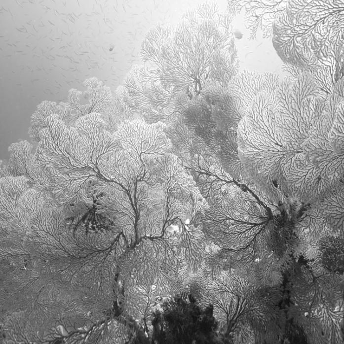 Lace, photography by Hengki Koentjoro. In Nature, Animal, Aquatic life