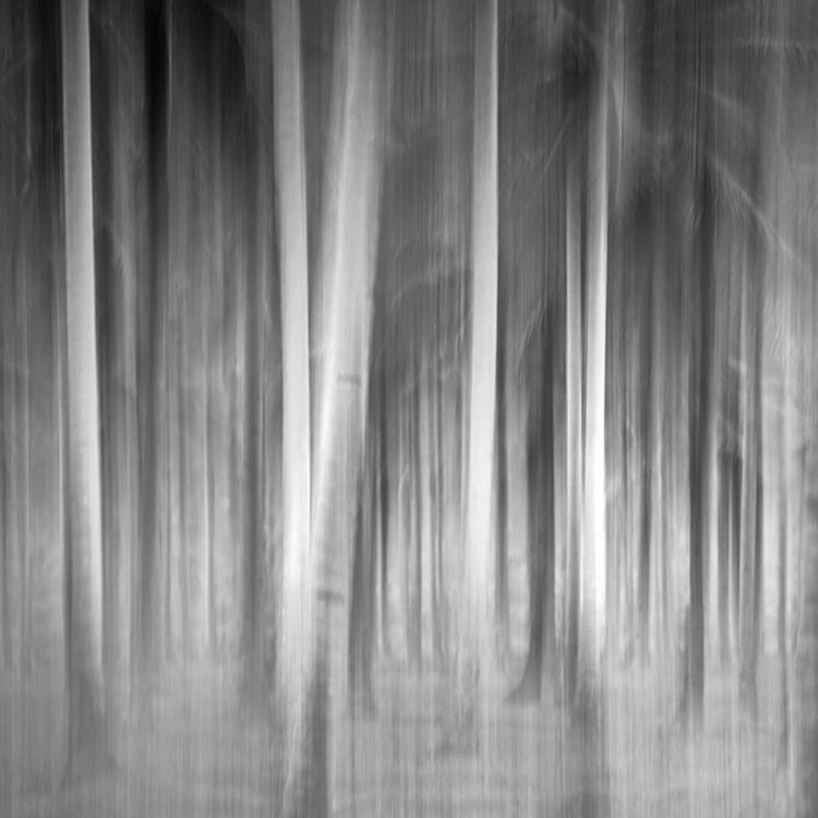 In Nature, Vegetal, Tree, forest. Swish, photography by Hengki Koentjoro. Image #214724