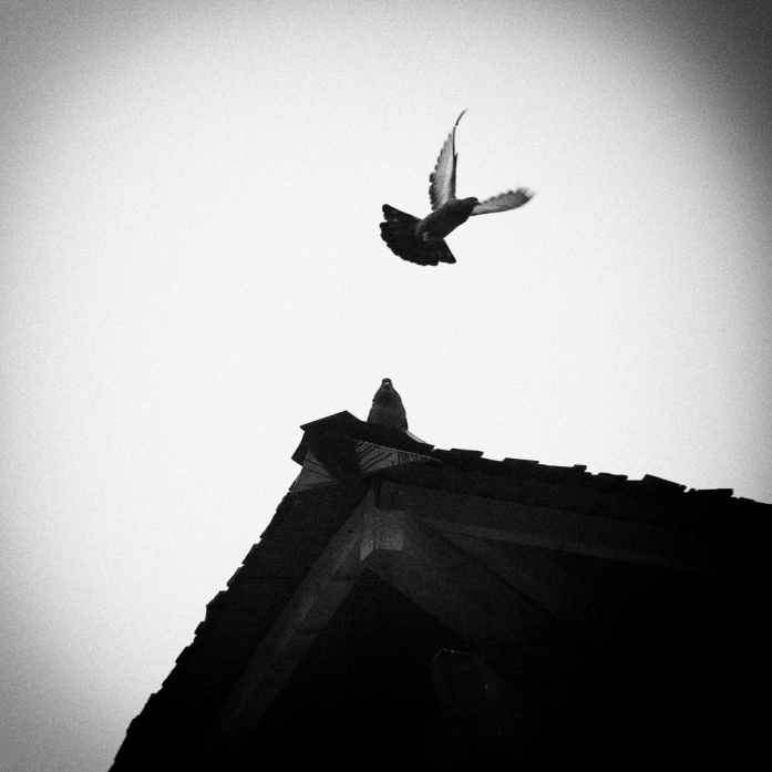 In Nature, Animal, Bird. Doves, photography by Hengki Koentjoro. Image #241968