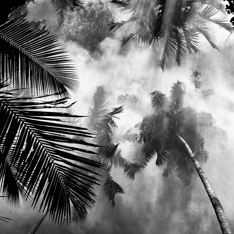 Coco Mist, photography by Hengki Koentjoro. In Nature, Vegetal, Tree, forest. Coco Mist, photography by Hengki Koentjoro. Image #254841