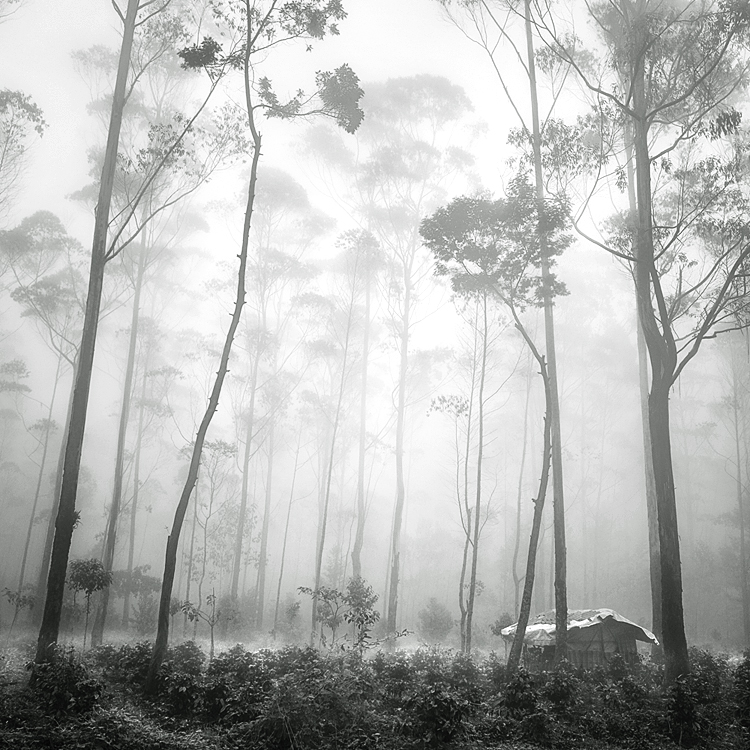 Hut, photography by Hengki Koentjoro. In Nature, Vegetal, Tree, forest