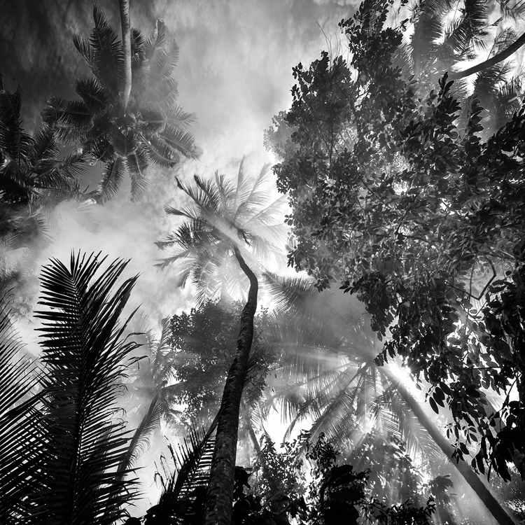 In Nature, Vegetal, Tree, forest. Foliage, photography by Hengki Koentjoro. Image #285758