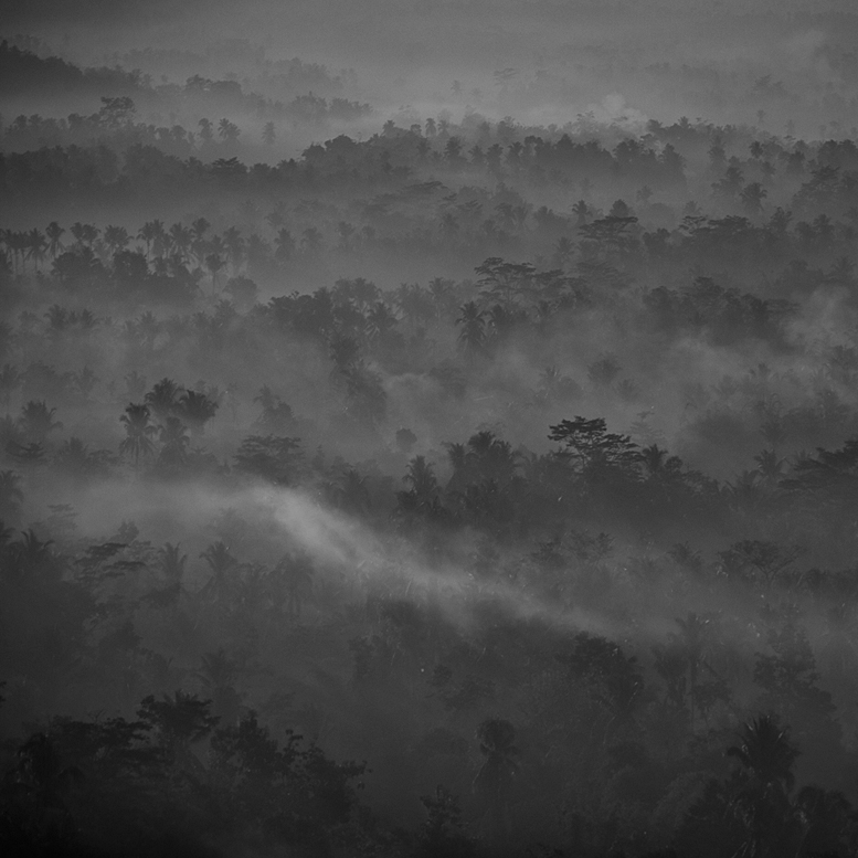 Mist, photography by Hengki Koentjoro. In Nature, Vegetal, Tree, forest