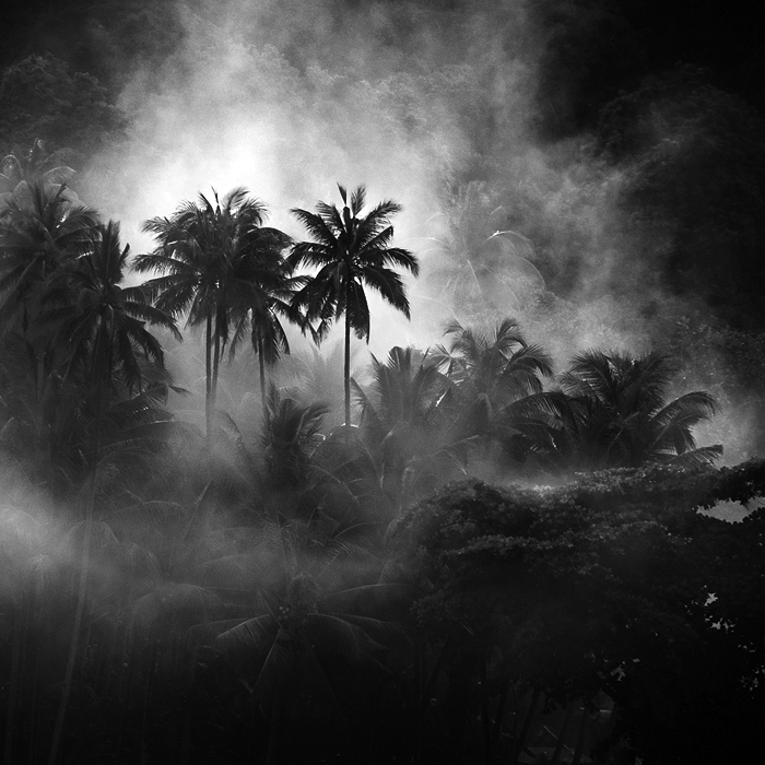 Dans Nature, Végétal, Arbre, forêt. Tropical, photographie de Hengki Koentjoro. Image #395075