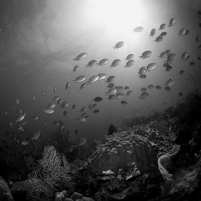 In Nature, Animal, Aquatic life. Schooling, photography by Hengki Koentjoro. Image #406111