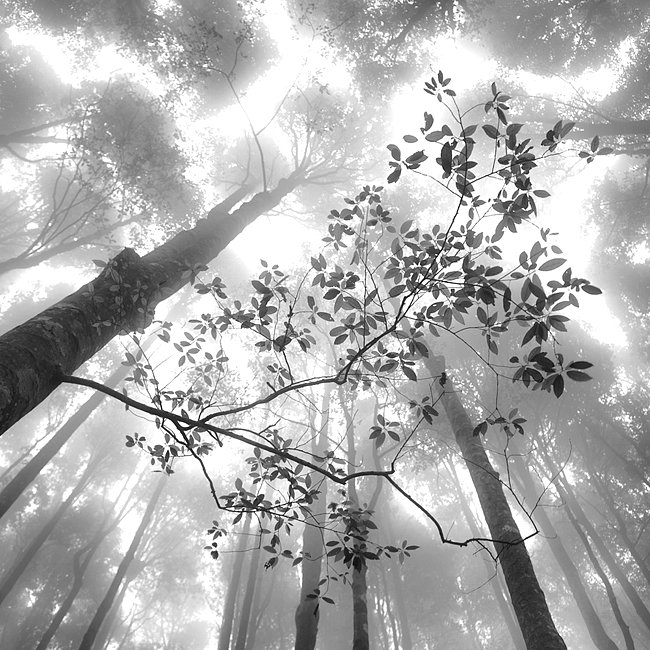 In Nature, Vegetal, Tree, forest. Enlight, photography by Hengki Koentjoro. Image #418246