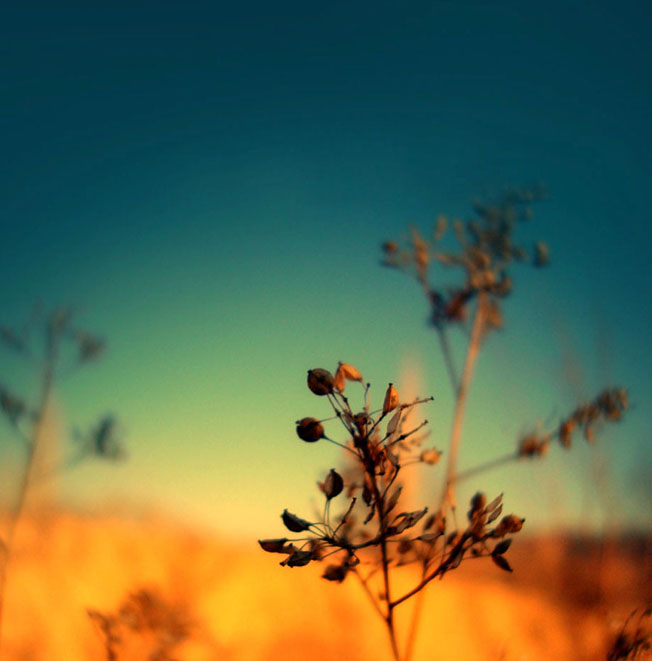 Love In The Garden, photography by Bita Babolian. In Nature, Vegetal