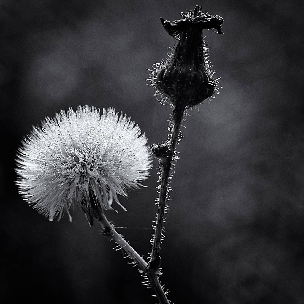 Remembering The Spring, photography by Anton Knaflic. Nikon. Nikon, Macro lens, Tripod. In Nature, Vegetal, Flower, plant