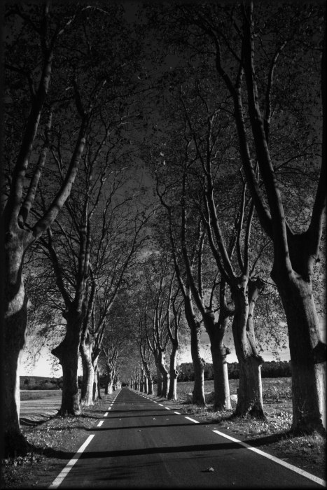 All&eacute;e de Platanes, photography by Barbara Heide. canon 40D. In Nature, Scenery