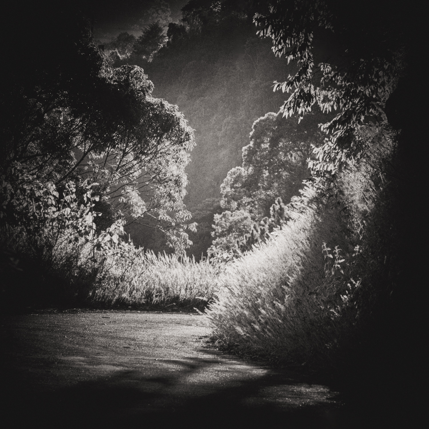 Veil, photography by Mara Mitchell. In Nature, Scenery