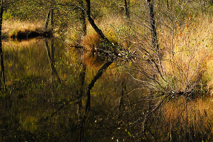 Chatoiement d'automne, photography by Agn&egrave;s Hoclet Zorgani. &copy;Agn&egrave;s Hoclet - Tous Droits R&eacute;serv&eacute;s. Nikon D200. Prise de vue num&eacute;rique + Photoshop. In Nature, Scenery, Waterscape