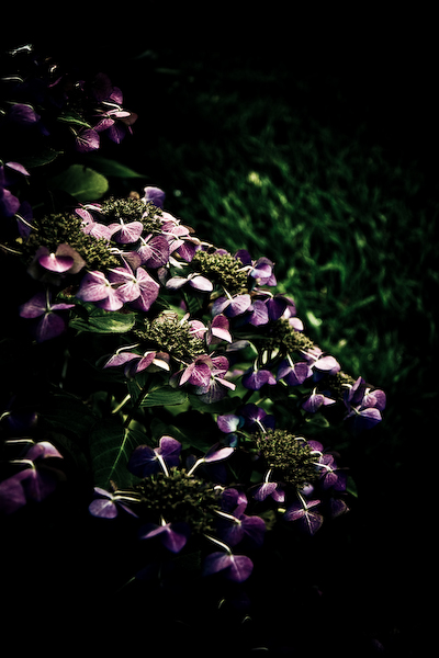 Gothic Flowers #31, processing by Cedric Monnier. This picture is taken from a long serie of very personal work. I wanted  to express a feeling that I very often feel: melancholia.    
 Tint and 'clair obscur' work (I used Lightroom) is inspirated by my most favorite old painters: Le Caravage and Rembrandt.
 Obviously I do not have the same talent, but, anyway, had a great pleasure when I did it, and it is the most important!
 My challenge now is to be able to print that, as a fine art work, and give it to people I love.. eos 50D. In Nature, Vegetal