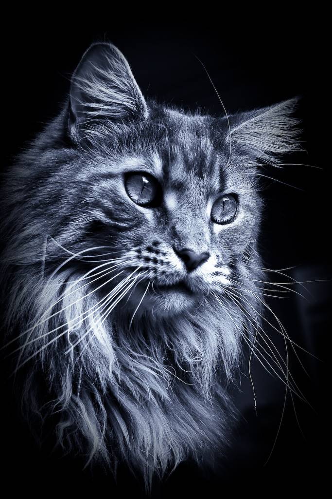 The King Lion, photography by Cedric Monnier. eos 350D. In Nature, Animal, Domesticated