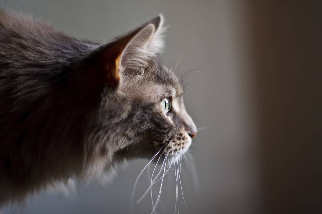 Outstanding, photography by Cedric Monnier. In Nature, Animal, Domesticated
