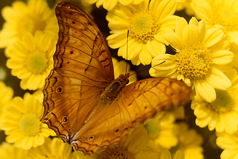 strider, photography by Gh Naz. velvia. In Nature, Animal, Insect
