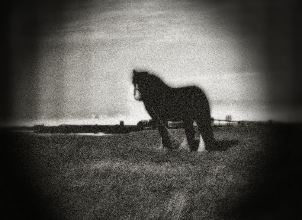 There are many of these ponies tethered along the dunes of the industrial North East coast. In the past they pulled carts out into the sea at low tide to bring back the black, glossy sea coal that locals used to sell and my family used to buy as a cheaper alternative to 'mined' coal. They are now redundant, as are, ironically the industrial buildings in the background, as the coal mines themselves and the factories that replaced them, all close, adding an extra are of grimness to the area.. Canon 400D. Dune Horse, image by Alan Gilholm. Image #373119