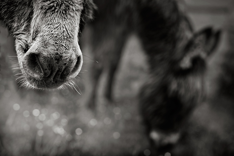 A Tale Of Two Donkeys, photography by Philippe Debooser. 50 mm 1,4. In Nature, Animal, Domesticated