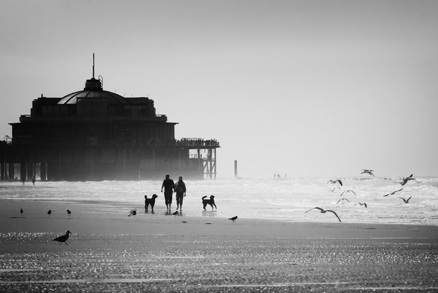 When The Seagulls Take Over (5), photography by Piet Flour. day of the photography, 2
(part of a conceptual serie ) 
At the end of august the tourists are gone on the beach . then thousands of seagull come to enjoy their summer. 
I made a serie of them, restraining my possibility that in every composition the seaguls where and important part of the composition. 
I don't know if the idea will speak to you, but for me it was a very interesting study and learniong process, working into the limits of my concept.
No tricks, mo composites or alterations, no set op or interfearing, 
... just clean work : search, see, shoot : a study for conceptual work 
... and the only process to BW, and of course, some framing 
You can visit the whole serie on my personal website under "gallery". 
Don't hesitate to give some feedback
piet. In Nature, Scenery, Beach