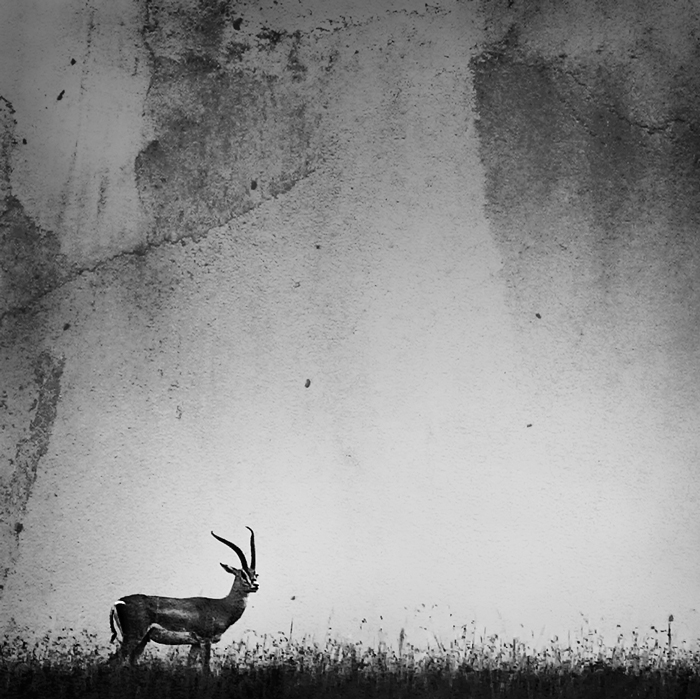 Hidden Danger, photography by Piet Flour. txs for your visit,
txs for preserving their world