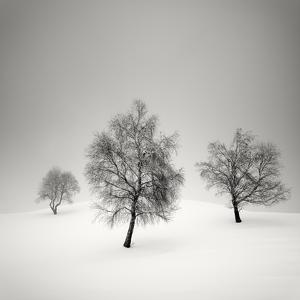 Les arbres dansent by Pierre Pellegrini