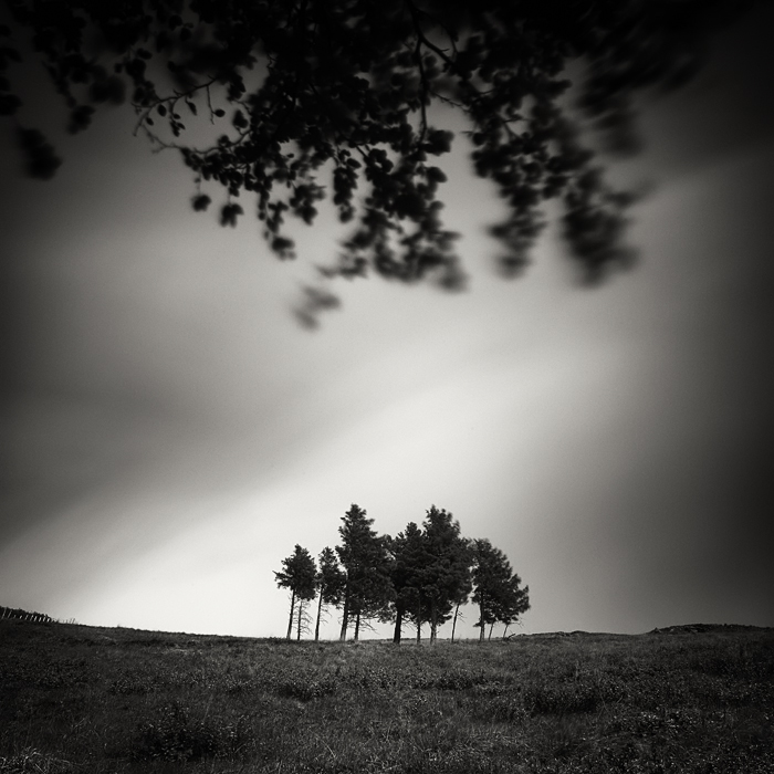 In Nature, Vegetal, Tree, forest. Trees, photography by Pierre Pellegrini. Image #209342