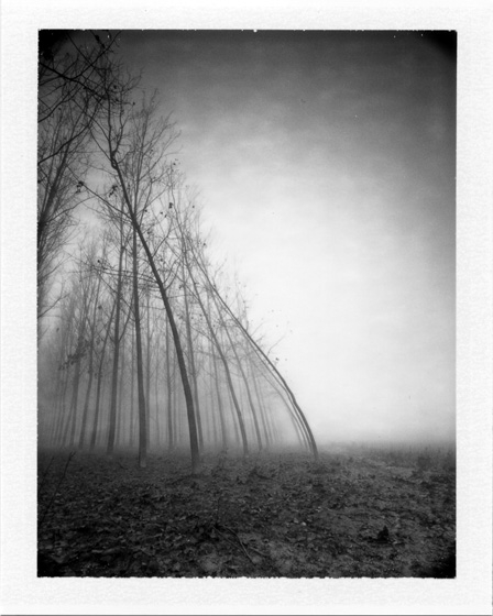 Mamiya Universal, Fuji FP-100B. In Nature, Vegetal, Tree, forest. Water And Wind, The Force Of Nature, photography by Pierre Pellegrini. Image #345031