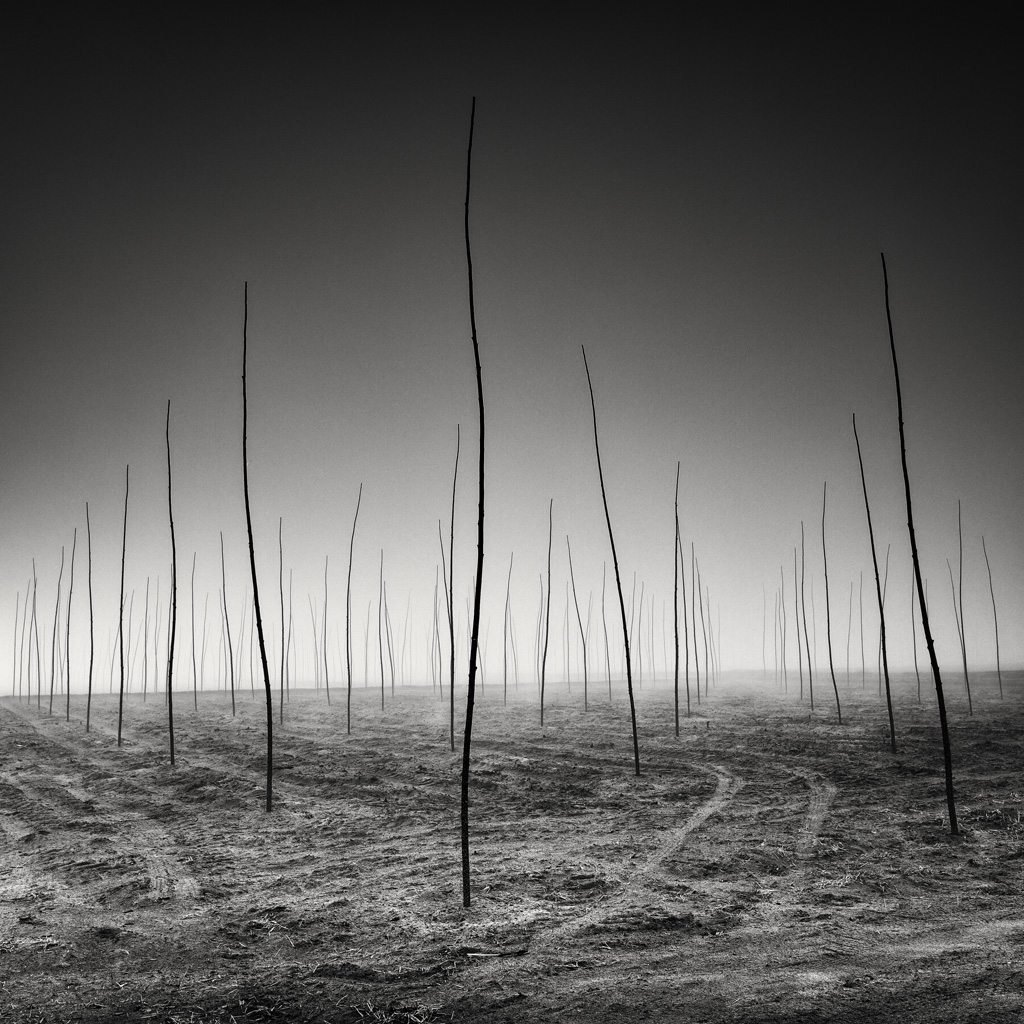 New Generations Are Growing, photography by Pierre Pellegrini. In Nature, Vegetal, Tree, forest