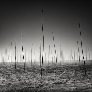 New Generations Are Growing by Pierre Pellegrini
