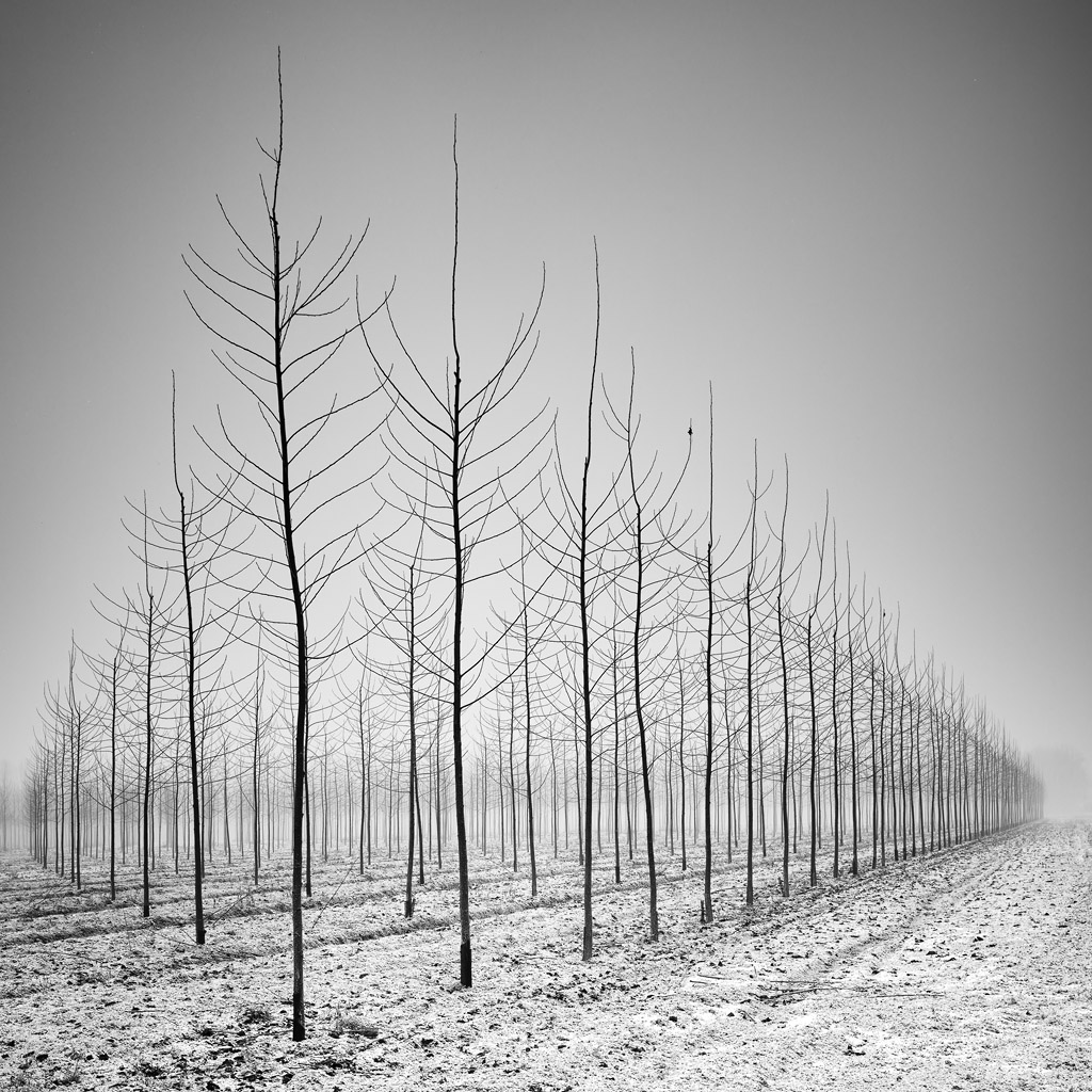 503CW Hasselblad, costas digital.  Na natureza, paisagem rural.  Natureza em 3D, fotografia de Pierre Pellegrini.  Imagem # 432520