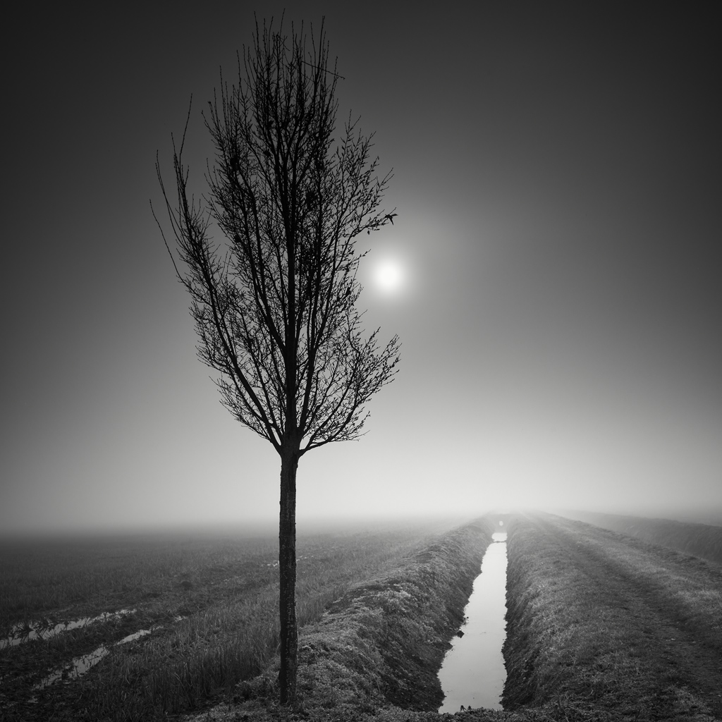 Hasselblad, de volta<br />
 digital.  Na Natureza, Vegetal, Árvore de floresta,.  Outro dia de inverno, fotografia de Pierre Pellegrini.  Imagem # 443123