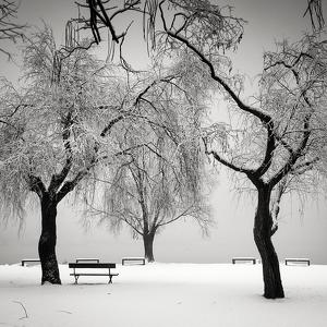 Winter in the park by Pierre Pellegrini