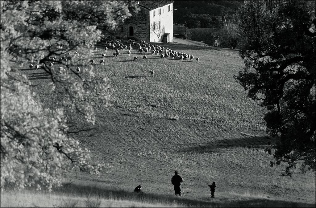 In People, Everyday, Work. Sheep, photography by Jean Heydon. Image #248489