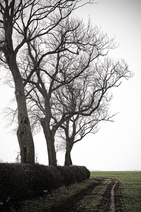 Three Trees, photography by Bob Craik. In Nature, Scenery, Countryside