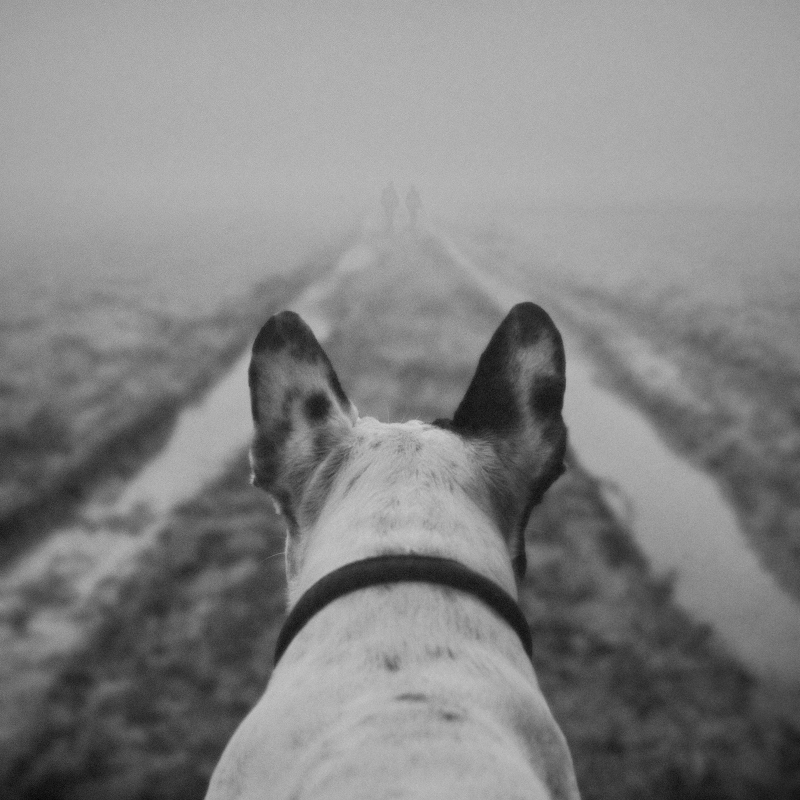 Friend, photography by Dariusz Klimczak. In Nature, Animal, Domesticated