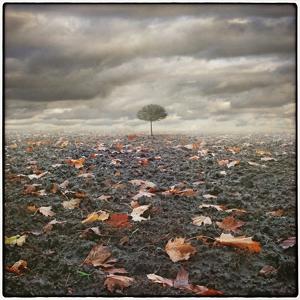 Life of leaves by Dariusz Klimczak