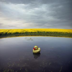 Yellow Duck by Dariusz Klimczak