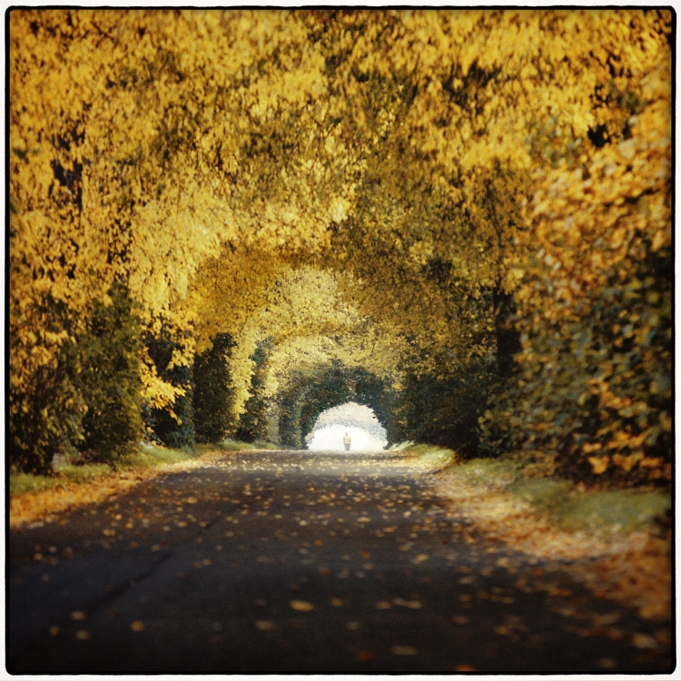 Autumn Leaves, photography by Dariusz Klimczak. In Nature, Vegetal, Tree, forest